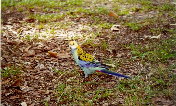 Pale-headed Rosella